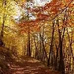 Dein Wald Und Wein Hideaway