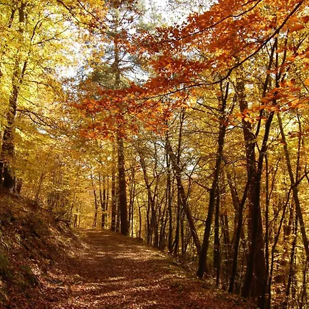 Dein Wald Und Wein Hideaway