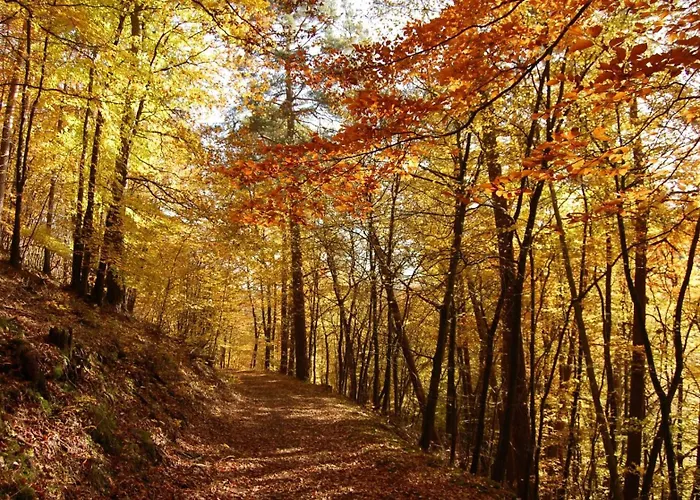 Dein Wald Und Wein Hideaway